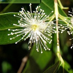 Flor del arrayán