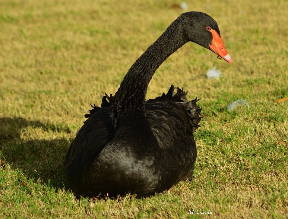 Cisne negro del Bioparque de Durazno