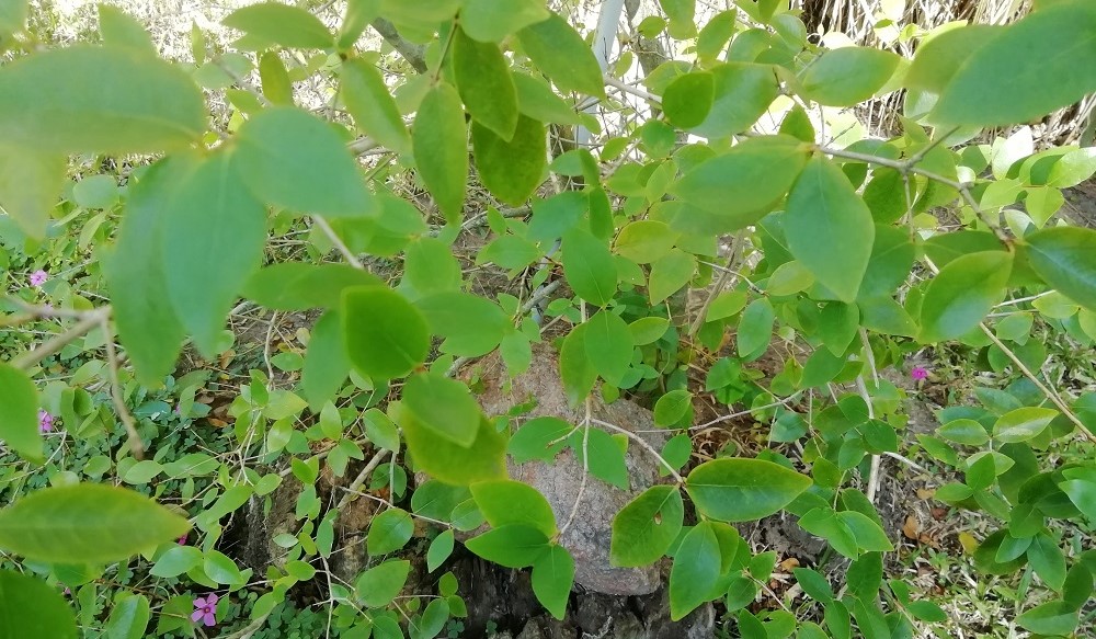 Árbol de pitanga pequeño