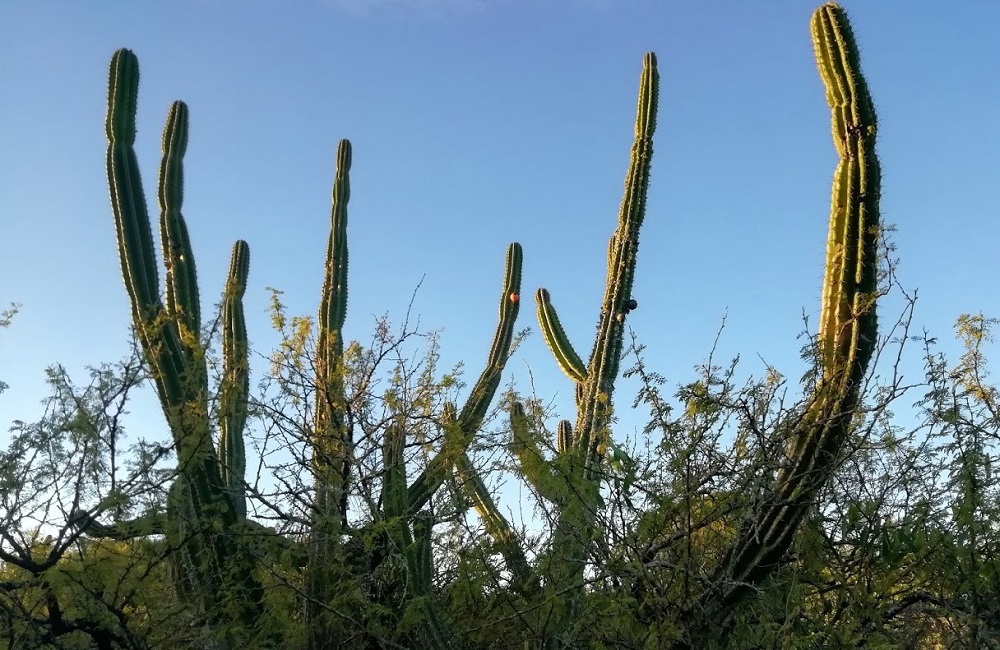 Cactus candelabro con fruto