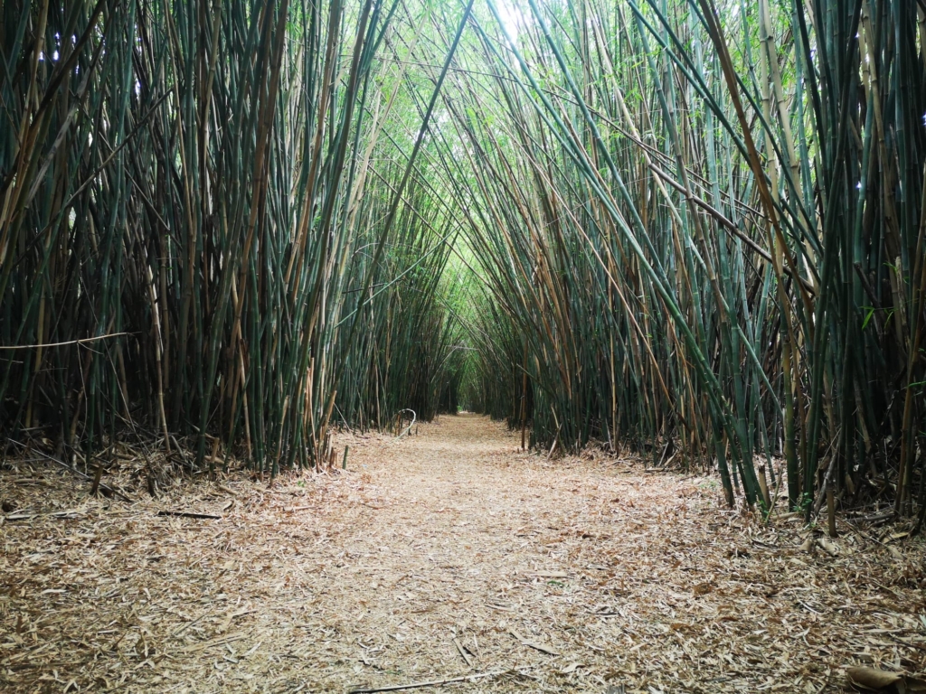 Cañaveral de bambú en la Quinta Capurro